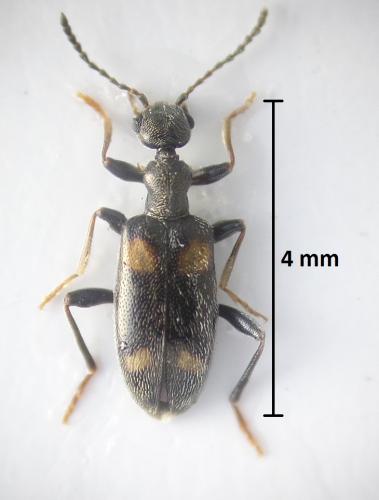 Réf. 200 996 : Stricticollis longicollis